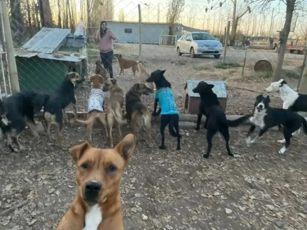 Viralizan campaña para ayudar a ganar concurso en favor de los animales de FunPaBia