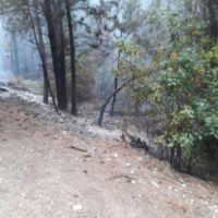 Una quema mal apagada originó un principio de incendio forestal en Mallín Ahogado