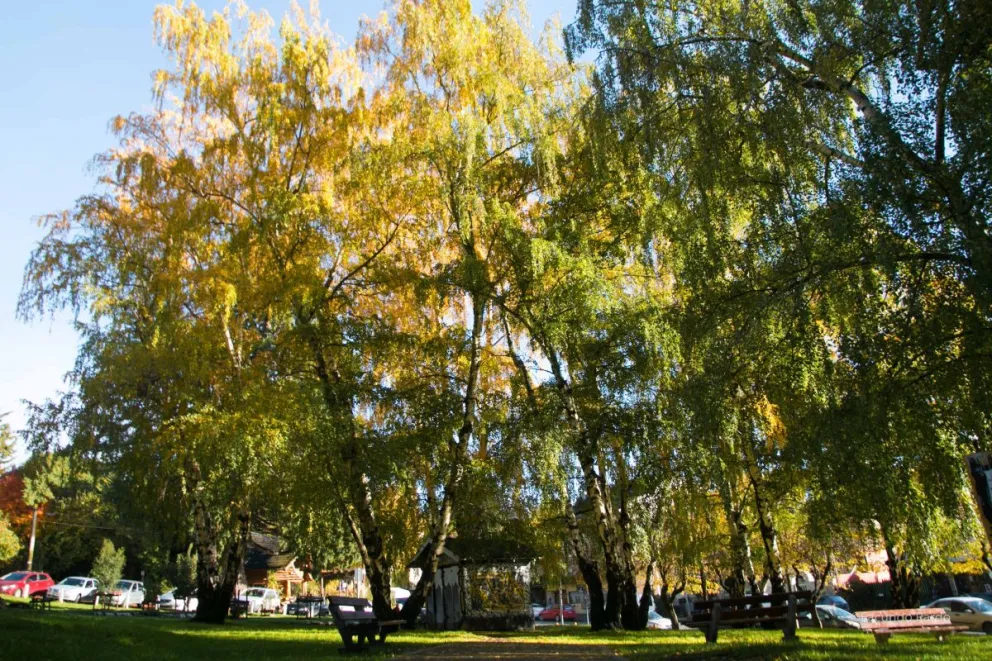 Ya comienzan a pintarse de amarillo y ocre los árboles de la ciudad.