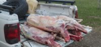 Secuestran varios corderos que iban a venderse en Bariloche, pero habían sido faenados de forma clandestina