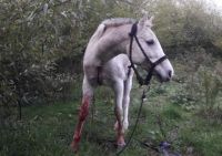 Encuentran un caballo faenado y otro gravemente herido en El Bolsón