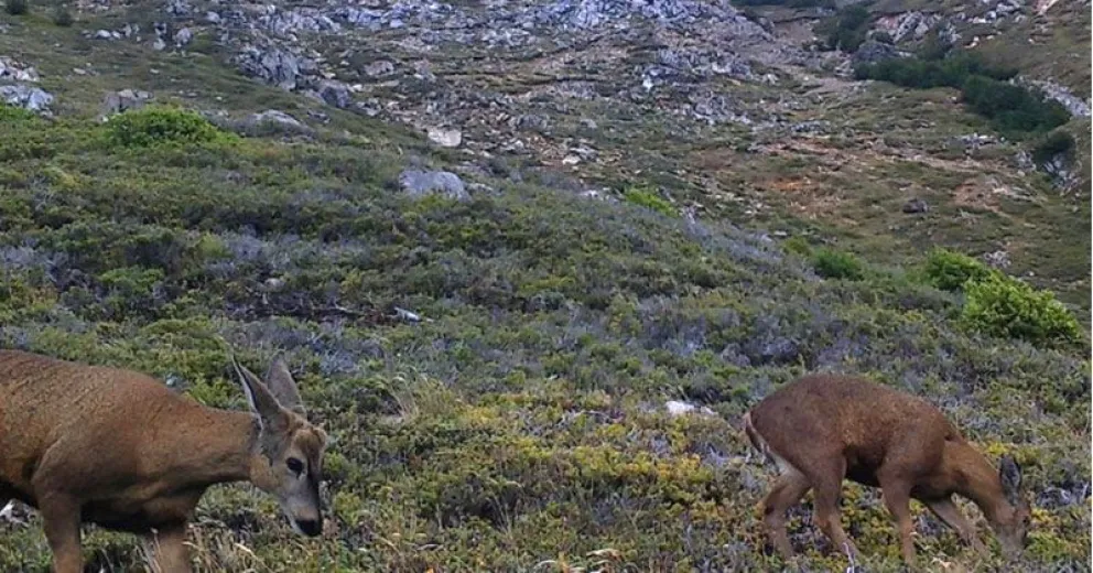 Capturan una hermosa postal de un huemul en su entorno