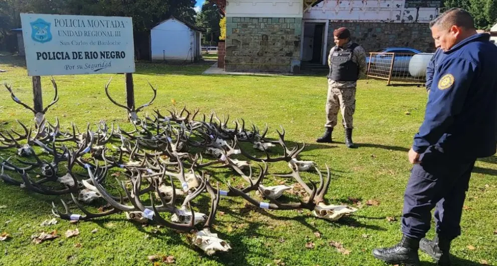 Policía desbarató banda que cazaba ciervos con documentación adulterada