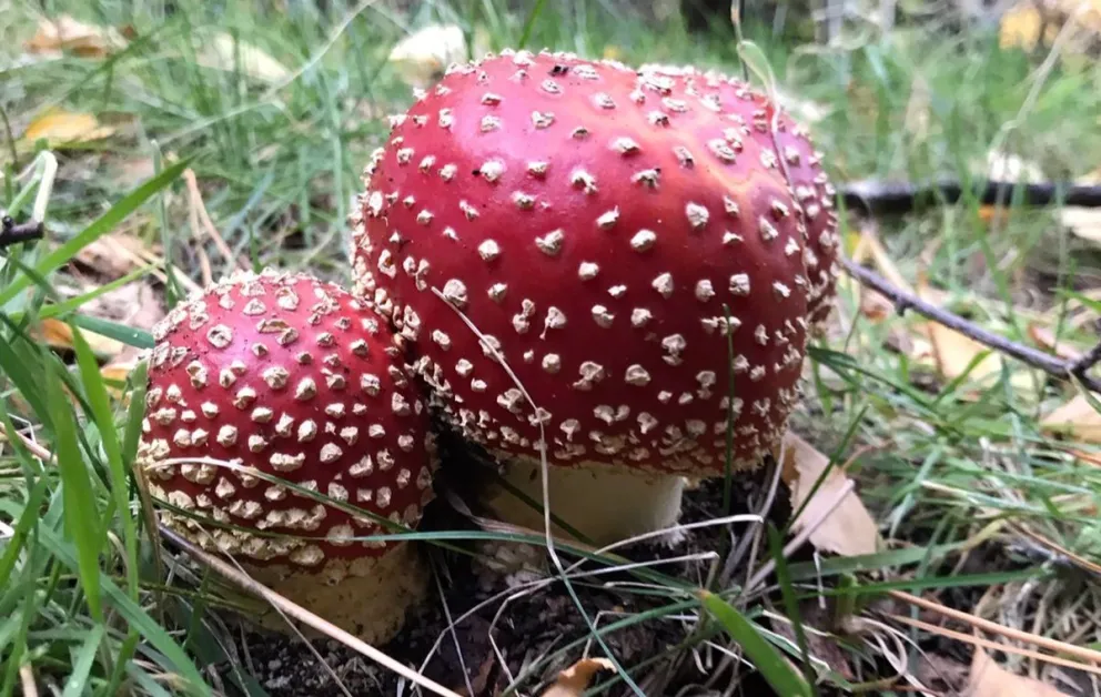 Recuerdan tener precaución con hongos venenosos en Bariloche y la zona
