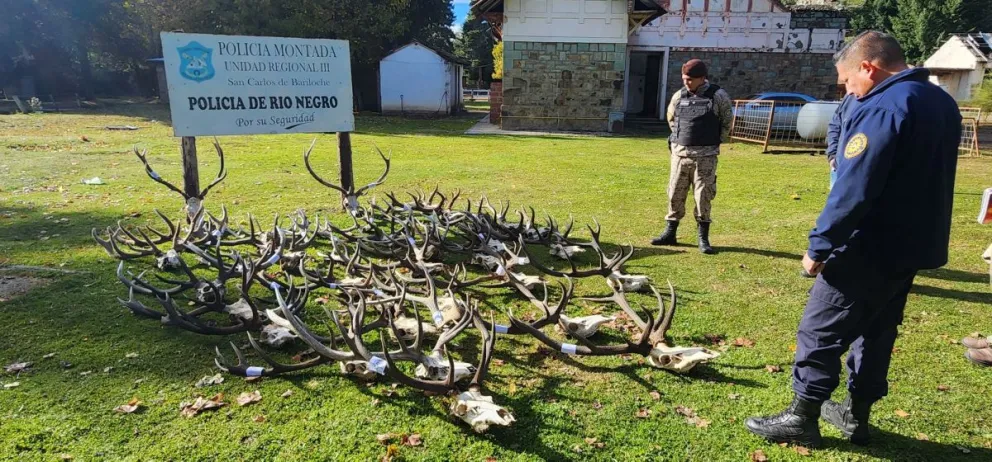 Policía desbarató una banda que se dedicaba a cazar ciervos utilizando documentación adulterada