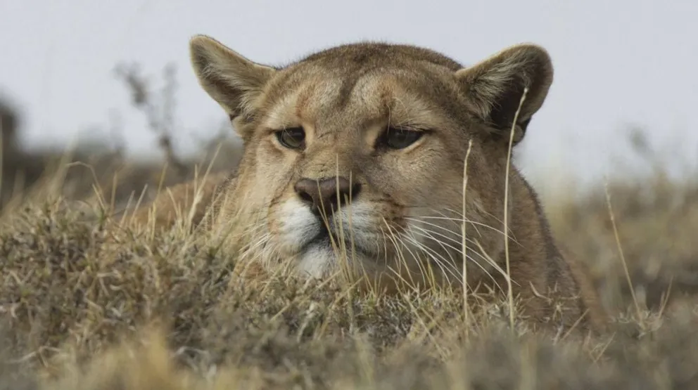 Juntan firmas para que se dé marcha atrás con la caza deportiva de pumas, zorros y guanacos