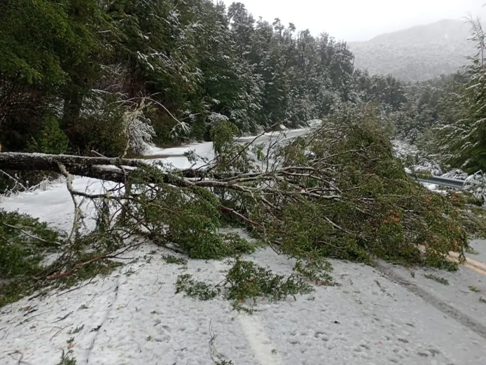 Guardaparques trabajan en el despeje de caminos de las distintas zonas del Parque Nacional