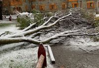 Árbol cedió ante el peso de la nieve y cayó en pleno Centro Cívico
