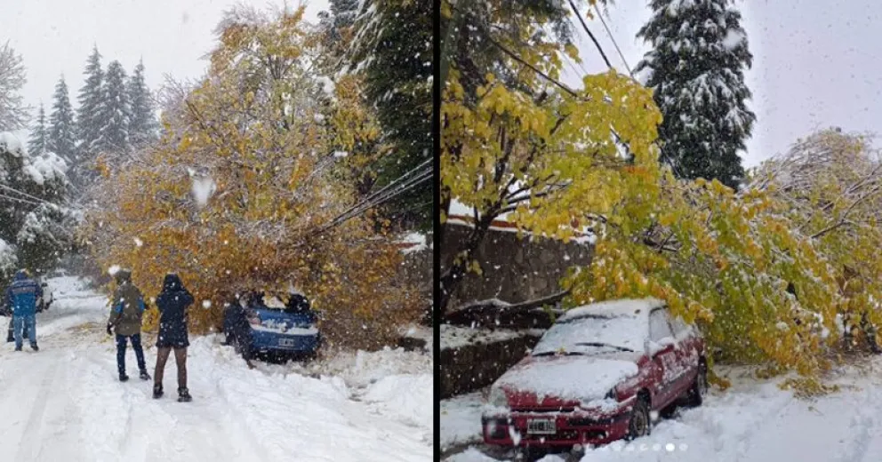 Tuvieron que remover un árbol que había caído sobre vehículos