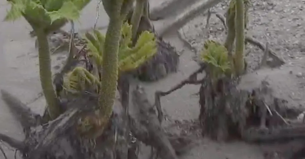 Una mirada al pasado: 16 años desde la erupción del volcán Chaitén