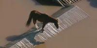 Mira el video del caballo atrapado en las inundaciones de Brasil
