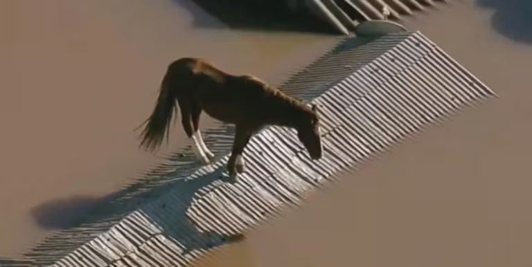 Mira el video del caballo atrapado en las inundaciones de Brasil