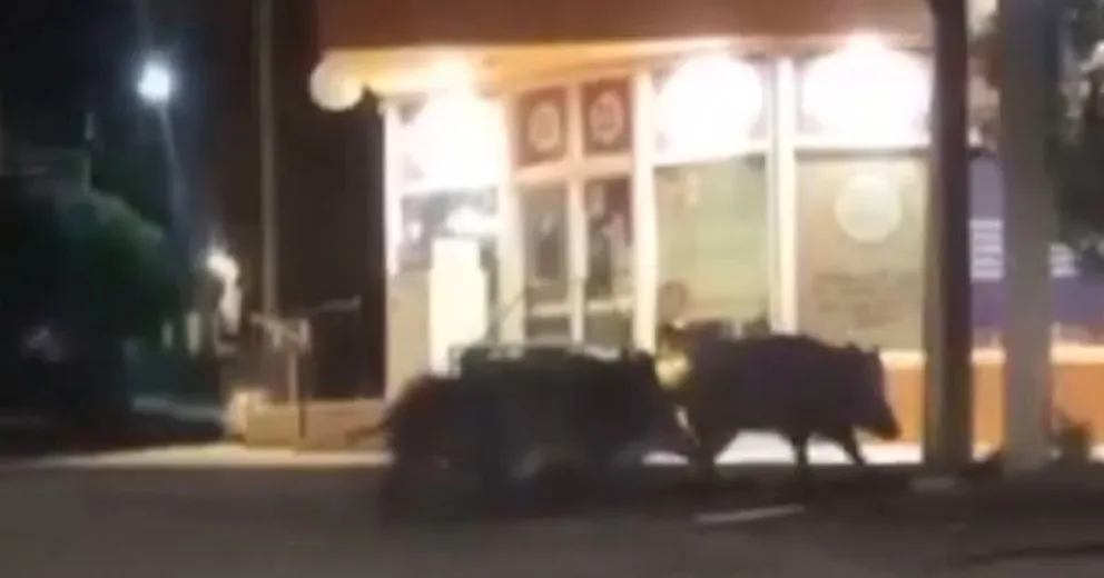 Filmaron a un grupo de jabalíes en Las Grutas