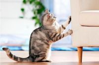Adiestramiento: cómo enseñarle a tu gato a no rasguñar