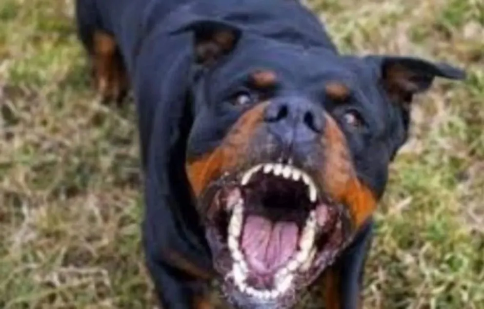 Pensaban disfrutar de unos días junto al mar y un Rotweiller atacó a su hijo