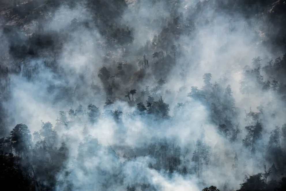 Greenpeace: se quemaron 7.747 hectáreas de bosques en el verano