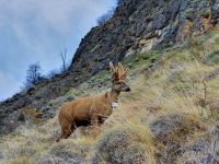 Huemules monitoreados por Chile fueron vistos en el Parque Nacional Lanín