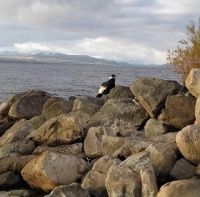 Encontraron a un cóndor hembra en la costa del lago Nahuel Huapi