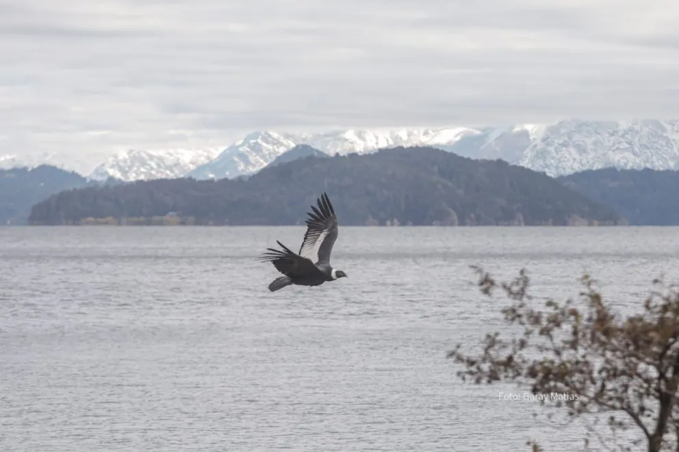 “Vivimos en su hábitat pero lo que no es normal es que bajen a la costa del lago”