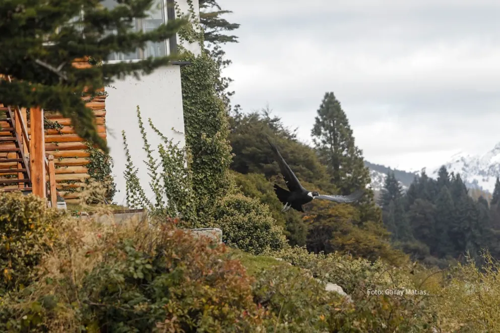 Encontraron a un cóndor hembra en la costa del lago Nahuel Huapi