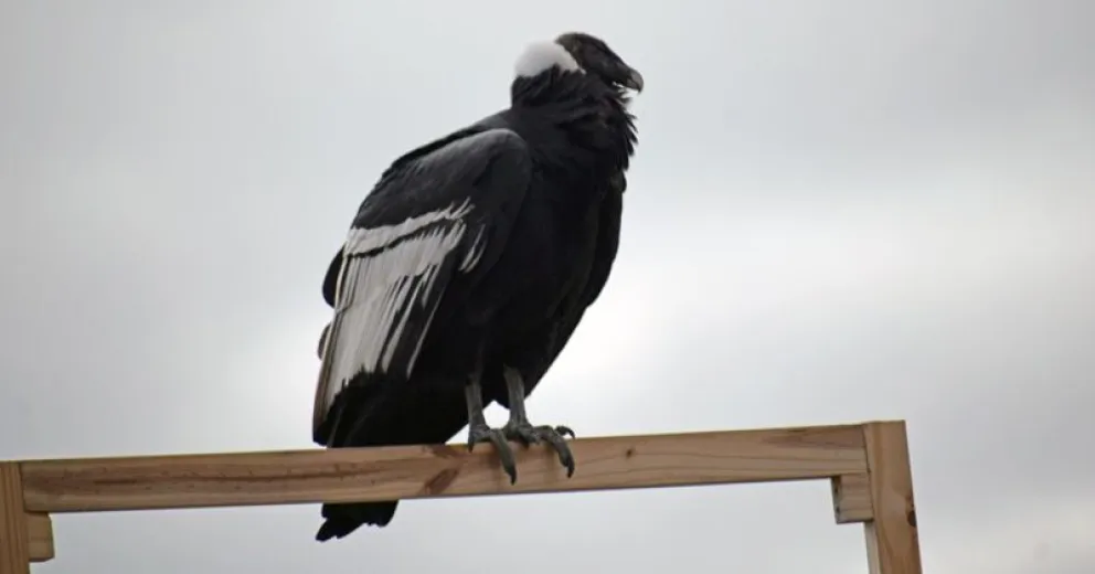 Mirá cómo se fue el cóndor hallado en la costa del Nahuel Huapi