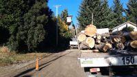 Retiran árbol con peligro de caída en el Oeste de Bariloche