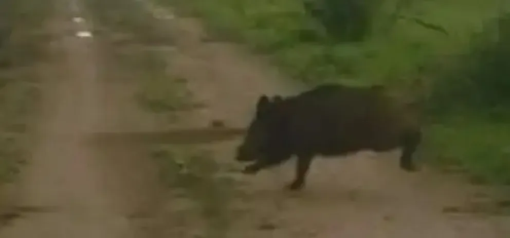 Ante un caso de triquinosis en la zona andina, Salud recuerda los riesgos por consumo de carnes de caza