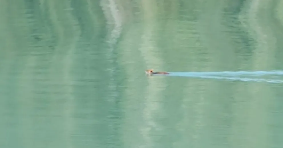 Inolvidable momento: un pudú hembra nadando por el lago Frías 