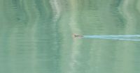 Inolvidable momento: un pudú hembra nadando por el lago Frías 