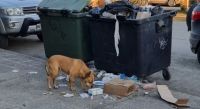 En La Angostura, el paro de recolectores de residuos se hace sentir 