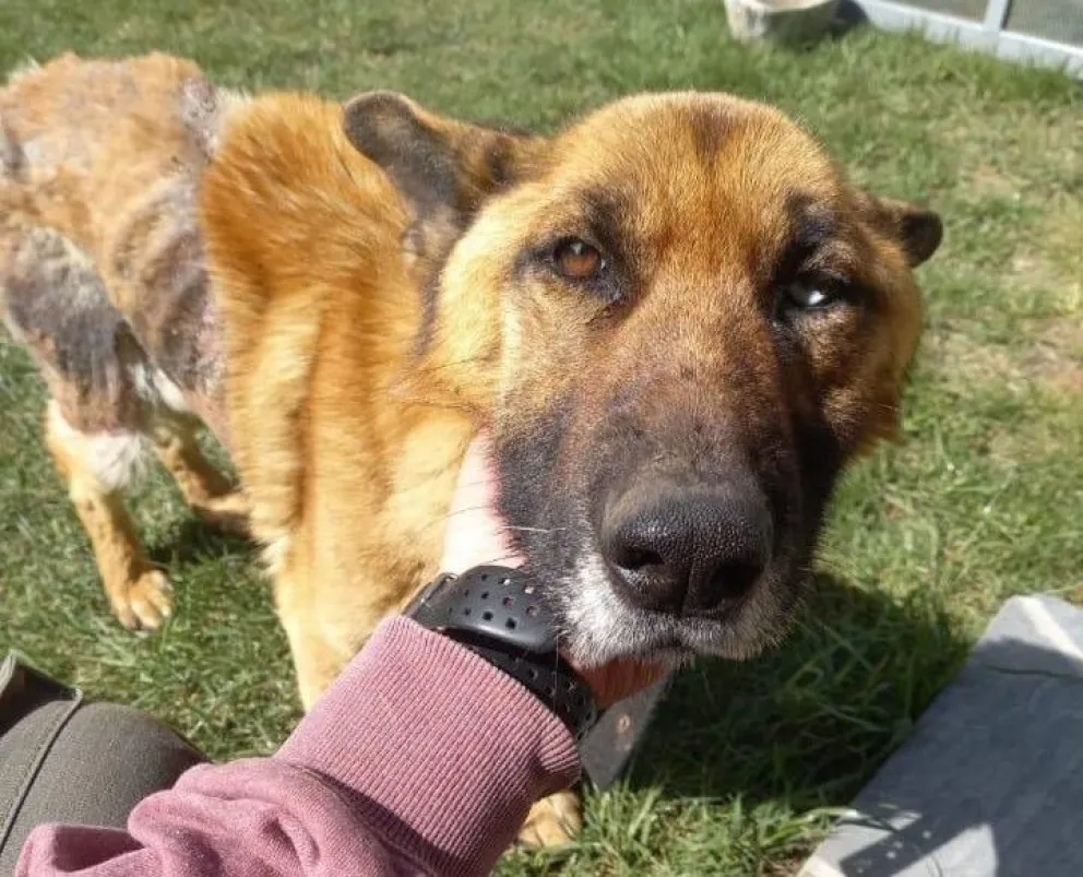 "Conciencia Animal" necesita de la colaboración de todos para seguir ayudando a las mascotas abandonadas 