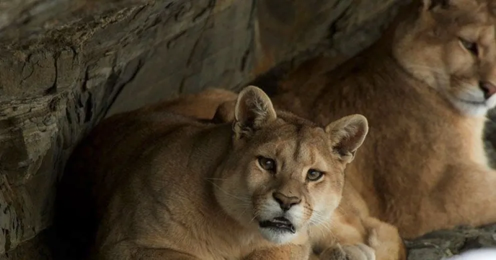 Más organizaciones se suman al pedido de parar con la matanza de pumas, zorros y guanacos