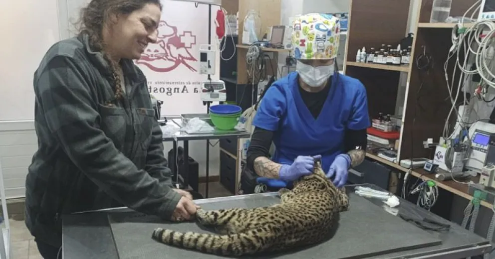 Trasladaron y brindaron atención veterinaria a un gato montés que había sido atropellado