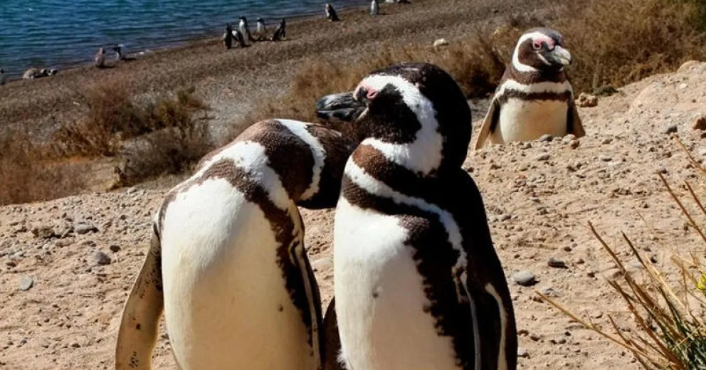 Comenzó un seguimiento satelital a los pingüinos Messi, Bizarrap, Nacho, Freddy Mercury y Leo Di Caprio