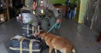 Incautan 44 kilos de marihuana enviados a Bariloche desde Misiones