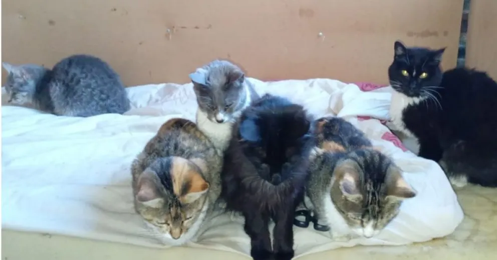 Desesperado pedido de ayuda para salvar la vida de una gatita