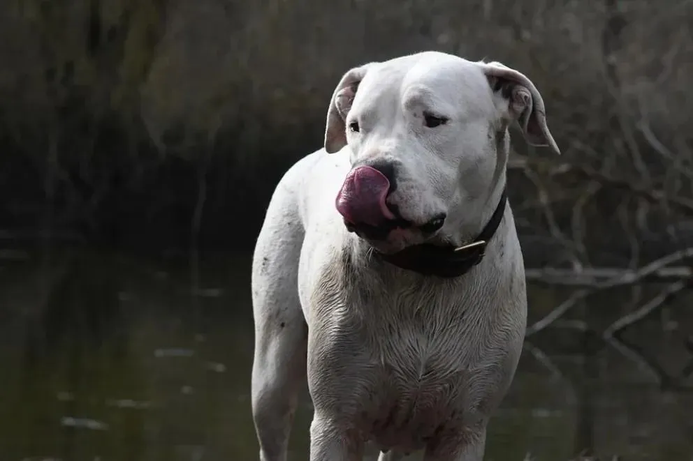 Novedoso acuerdo judicial: incluyen gastos de la mascota en acuerdo de cuota alimentaria