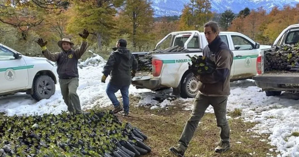 Realizaron tres jornadas de restauración en área afectada por incendios forestales