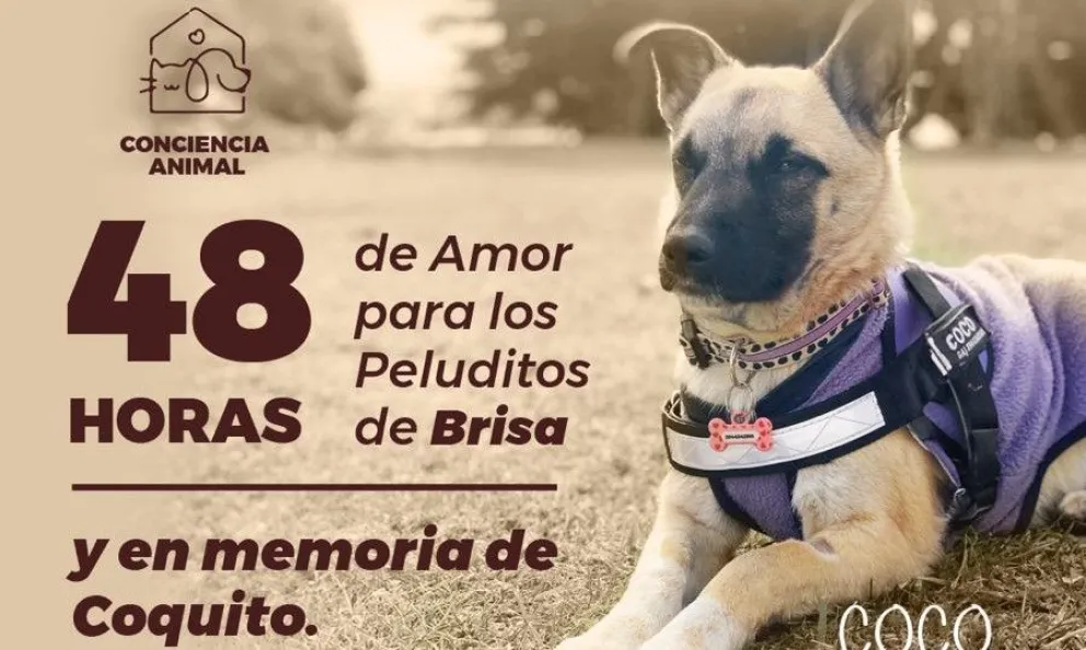 Conciencia Animal propone "48 horas de ayuda" para mejorar un hogar de tránsito de mascotas en Bariloche