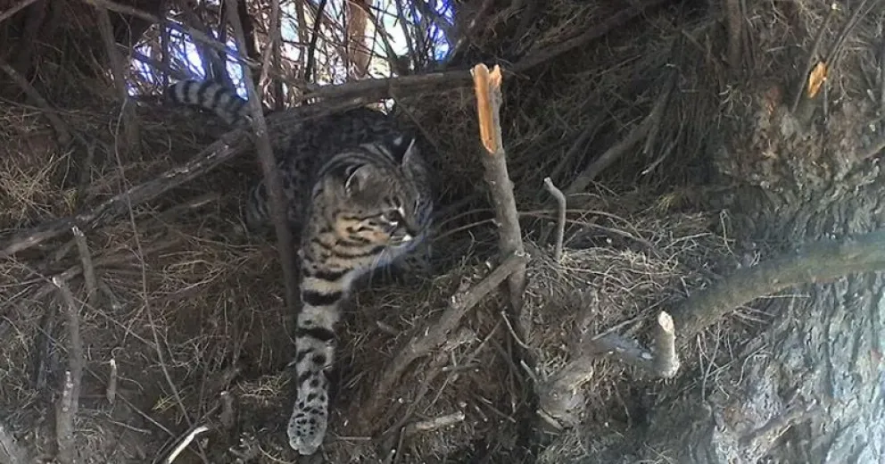 Especialistas estudian la dieta y costumbres del gato montés