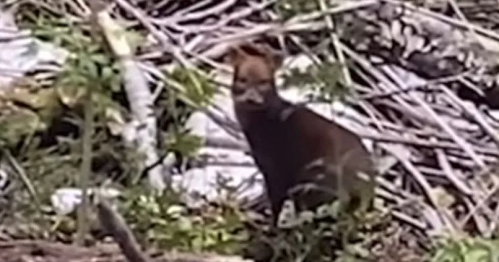 Un turista paseaba por Puerto Blest y se encontró con un pudú