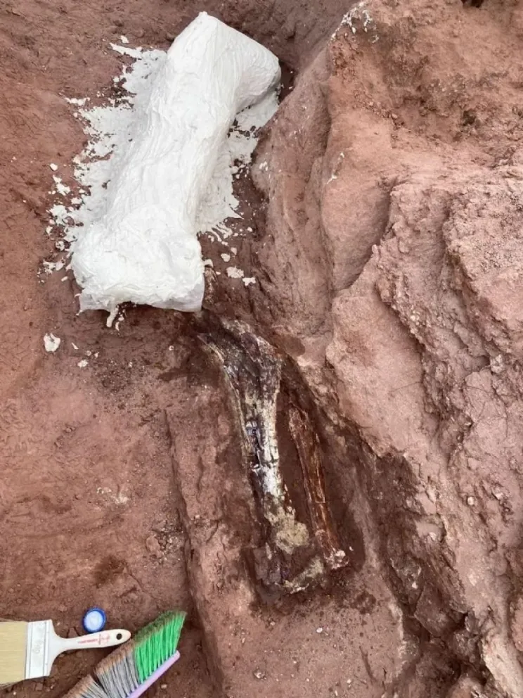 Un niño realizó un sorprendente hallazgo paleontológico en el patio de una vivienda