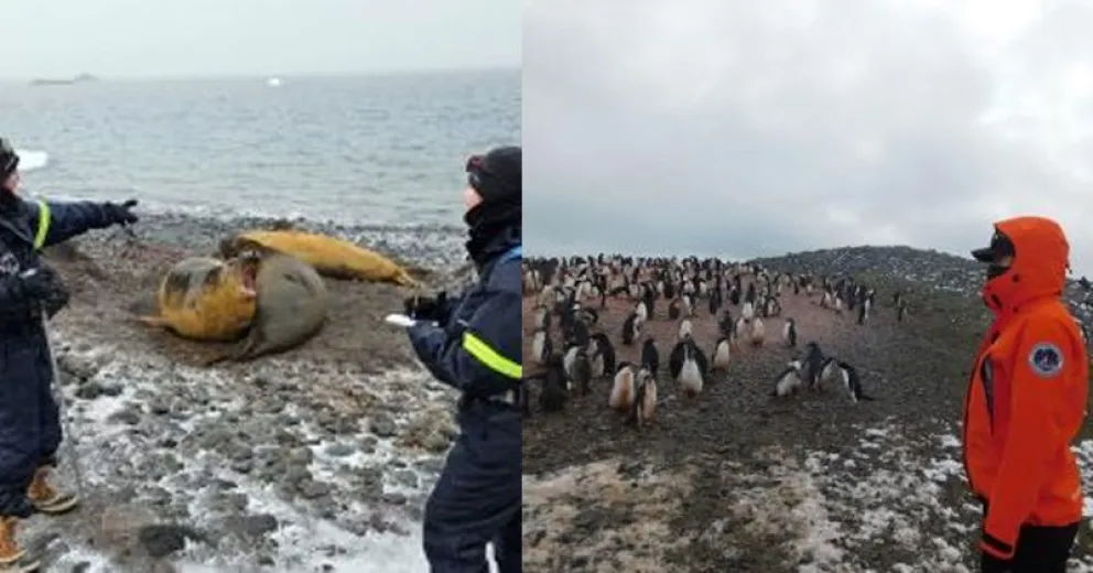 Graduadas de la UNCo Bariloche desarrollan tarea científica en la Base Carlini en la Antártida
