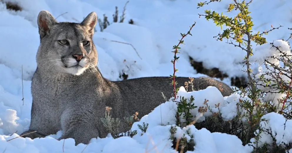 Captaron en video el juego de un puma en la nieve