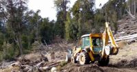 Multa millonaria a una cooperativa de Villa Traful por dañar un bosque nativo