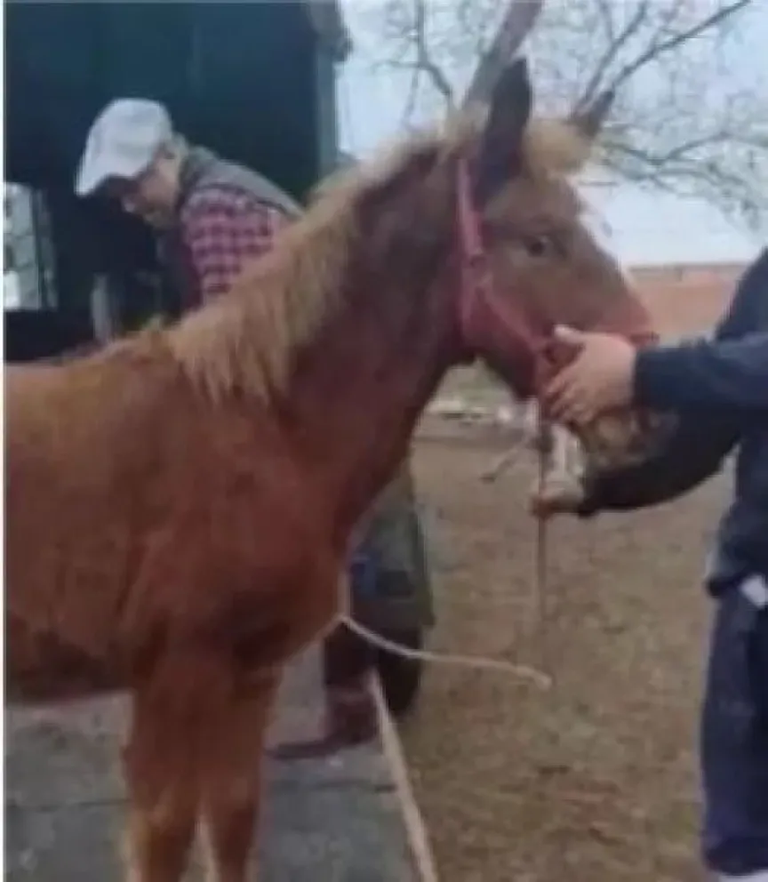 Video: Peteco, el potrillo rescatado, consiguió un hogar
