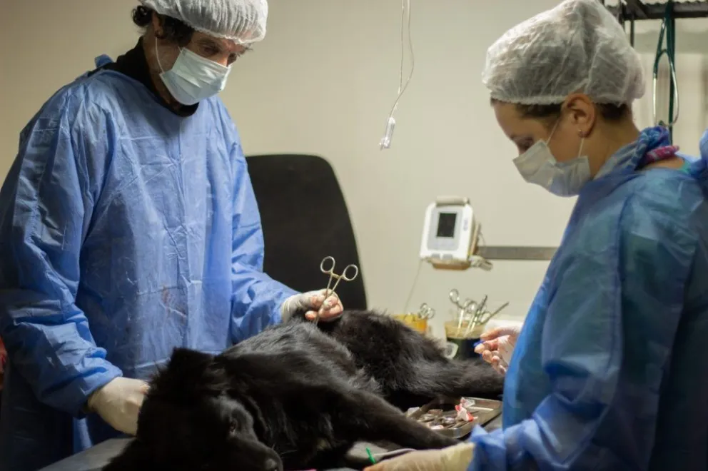 Zoonosis continúa realizando castraciones 
