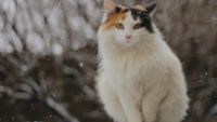 Desesperada búsqueda de "Cloe", una gata que se perdió hace más de una semana 