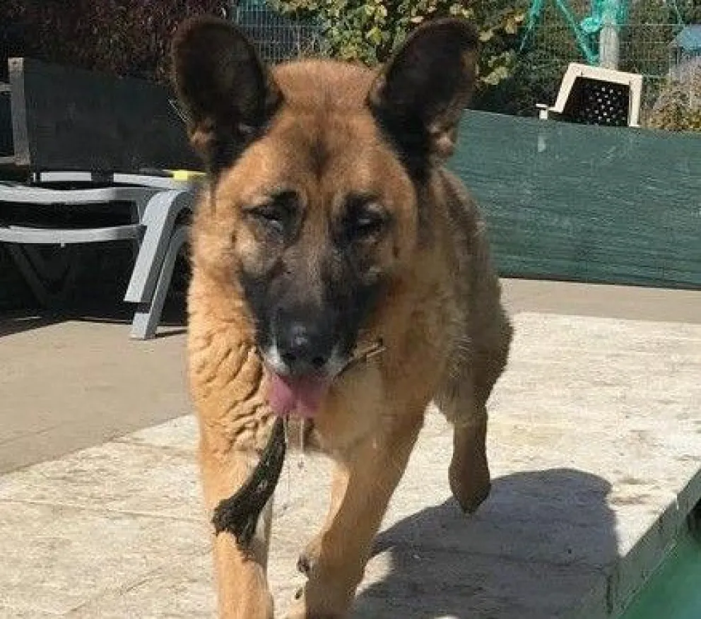 "Conciencia Animal" necesita de manera urgente hogares de tránsito para perros que necesitan ayuda