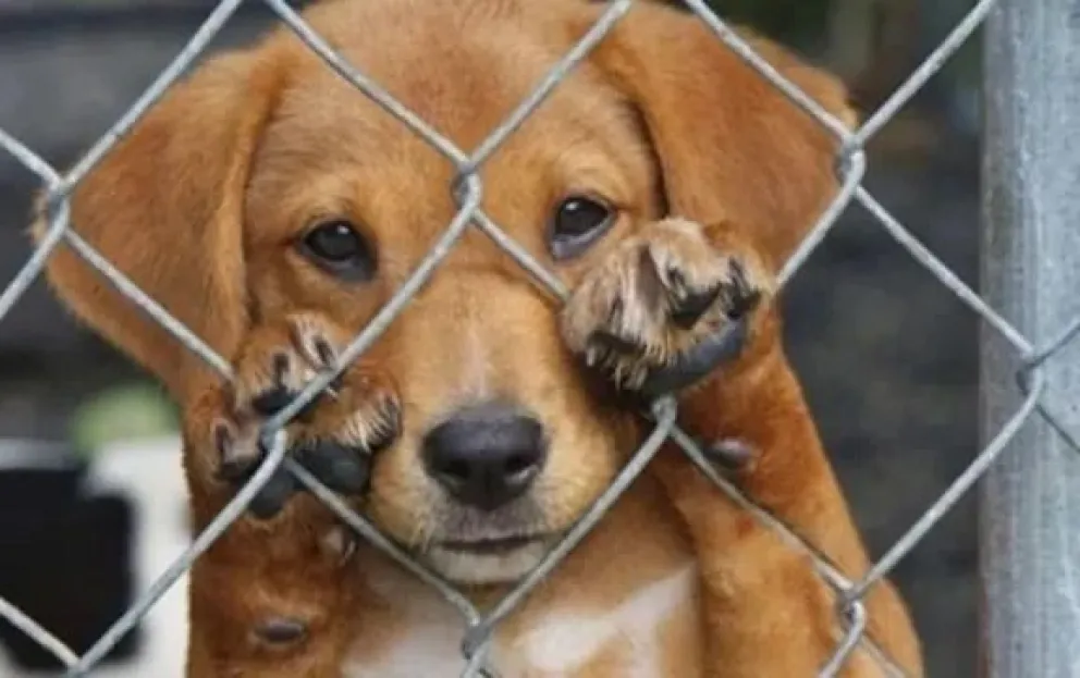Crearon un registro de maltratadores de animales y cuidadores irresponsables